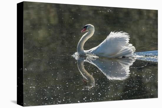 Usa, California. A mute swan fans its wings during courtship behavior.-Betty Sederquist-Premier Image Canvas