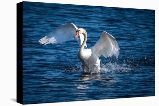 Usa, California. A mute swan flaps its huge wings during courting behavior on a California pond.-Betty Sederquist-Premier Image Canvas