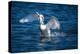 Usa, California. A mute swan flaps its huge wings during courting behavior on a California pond.-Betty Sederquist-Premier Image Canvas