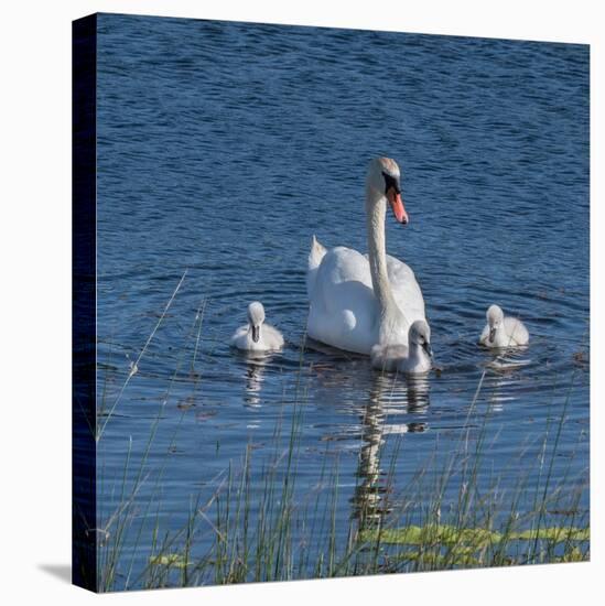 Usa, California. A mute swan tends to her cygnets on a California pond.-Betty Sederquist-Premier Image Canvas