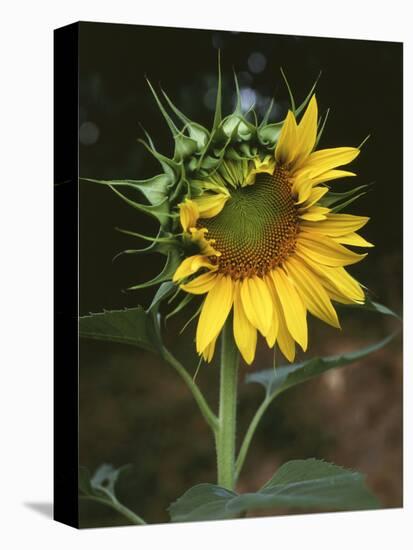 USA, California, a Partially Open Sunflower-Christopher Talbot Frank-Premier Image Canvas