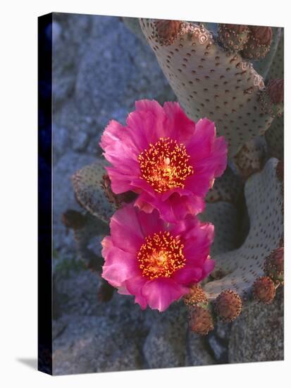 USA, California, Anza Borrego Desert State Park, Beavertail Cactus in Spring Bloom-John Barger-Premier Image Canvas