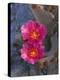 USA, California, Anza Borrego Desert State Park, Beavertail Cactus in Spring Bloom-John Barger-Premier Image Canvas