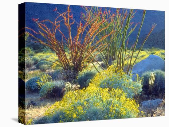 USA, California, Anza-Borrego Desert State Park. Blooming Ocotillo-Jaynes Gallery-Premier Image Canvas