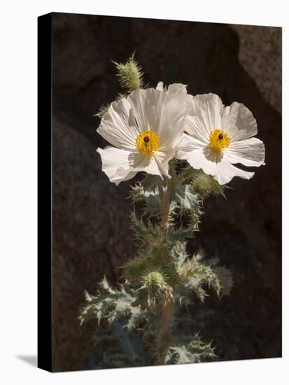 USA, California, Anza-Borrego Desert State Park. Prickly Poppy on Palm Canyon Trail-Ann Collins-Premier Image Canvas