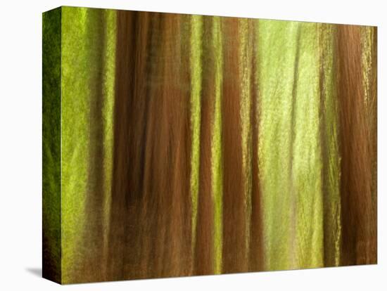 USA, California, Big Sur, Abstract of Redwood Trees at Big Sur Pfeiffer State Park-Ann Collins-Premier Image Canvas