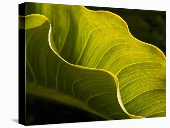 USA, California, Big Sur, Calla Lily Leaf at Garrapata State Park-Ann Collins-Premier Image Canvas