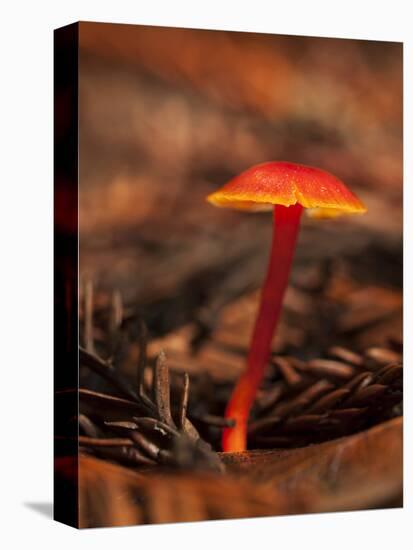 USA, California, Big Sur. Red Mushroom at Pfeiffer Big Sur State Park-Ann Collins-Premier Image Canvas