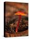 USA, California, Big Sur. Red Mushroom at Pfeiffer Big Sur State Park-Ann Collins-Premier Image Canvas