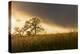 USA, California, Black Butte Lake. Backlit oak trees and grass at sunset.-Jaynes Gallery-Premier Image Canvas