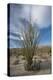 USA, California. Blooming Ocotillo in desert landscape, Anza-Borrego Desert State Park-Judith Zimmerman-Premier Image Canvas
