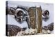 USA, California, Bodie. Close-up of Vintage Car Body in Snowfall-Don Paulson-Premier Image Canvas