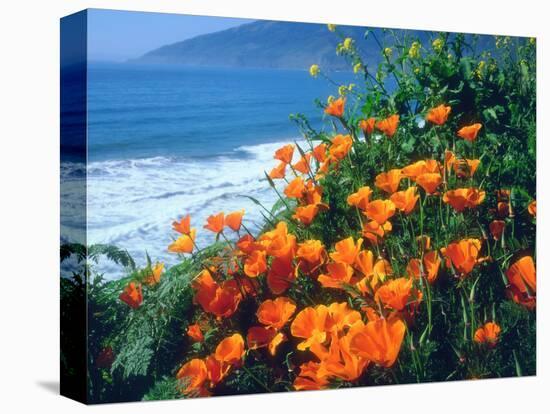 USA, California, California Poppies Along the Pacific Coast-Jaynes Gallery-Premier Image Canvas