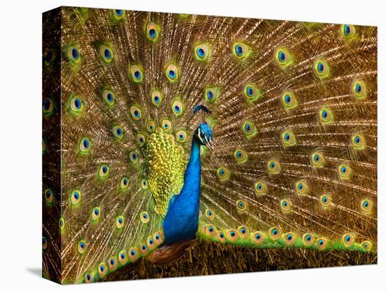 USA, California, Carlsbad, Leo Carrillo Ranch, Peacock in Spring-Ann Collins-Premier Image Canvas