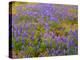 USA, California, Carrizo Plain National Monument, Dense Spring Bloom of Douglas Lupine-John Barger-Premier Image Canvas