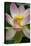 USA, California, Central Coast, Santa Barbara, Lotus Bloom-Alison Jones-Premier Image Canvas