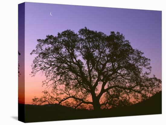 USA, California, Coast Range Mountains, Crescent Moon Above Oak Trees Which are Silhouetted at Dawn-John Barger-Premier Image Canvas