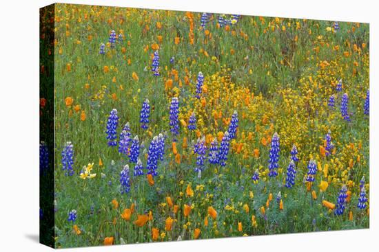 USA, California, Coast Range Mountains, Lush Spring Bloom of California Poppy-John Barger-Premier Image Canvas
