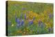 USA, California, Coast Range Mountains, Lush Spring Bloom of California Poppy-John Barger-Premier Image Canvas