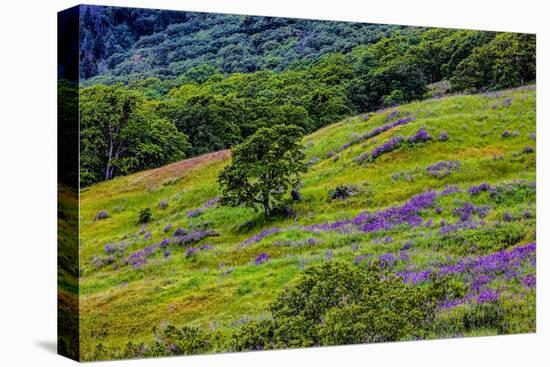 USA, California, Crescent City, Redwoods National Park, Bold Hills-Joe Restuccia III-Premier Image Canvas