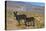 USA, California, Death Valley National Park, Butte Valley Road, Wild Burros-Bernard Friel-Premier Image Canvas