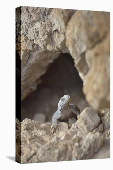 USA, California, Death Valley, Small lizard on the rock, Titus Canyon.-Kevin Oke-Premier Image Canvas
