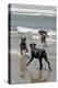 USA, California, Del Mar. Dogs Playing in Ocean at Dog Beach del Mar-Kymri Wilt-Premier Image Canvas