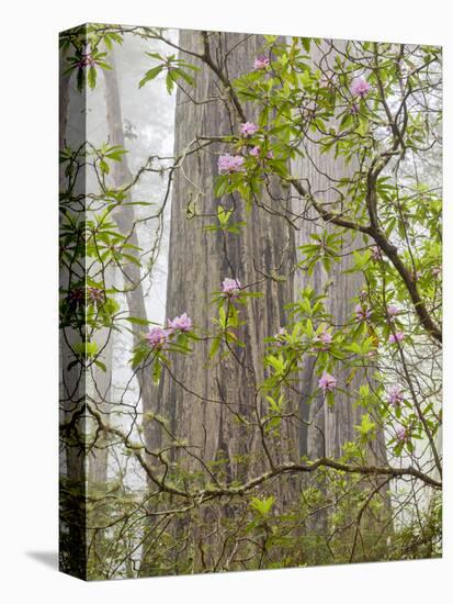 USA, California, Del Norte Coast Redwoods State Park, Blooming Rhododendrons in Fog with Redwoods-Ann Collins-Premier Image Canvas