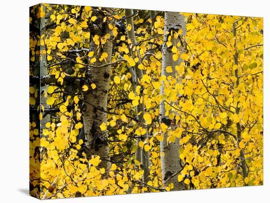 USA, California, Eastern Sierra. Aspen Trees During Autumn in Lundy Canyon-Ann Collins-Premier Image Canvas