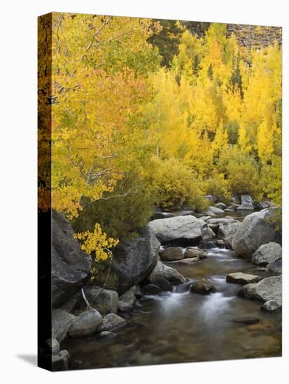 USA, California, Eastern Sierra. Bishop Creek During Autumn-Ann Collins-Premier Image Canvas
