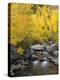 USA, California, Eastern Sierra. Bishop Creek During Autumn-Ann Collins-Premier Image Canvas