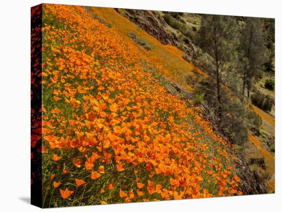 USA, California, El Portal. California Poppies Along Hite Cove Trail Near Yosemite National Park-Ann Collins-Premier Image Canvas