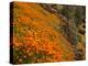USA, California, El Portal. California Poppies Along Hite Cove Trail Near Yosemite National Park-Ann Collins-Premier Image Canvas