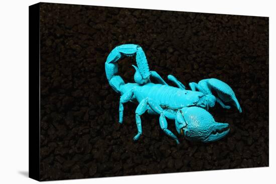 USA, California. Emperor scorpion under black light.-Jaynes Gallery-Premier Image Canvas