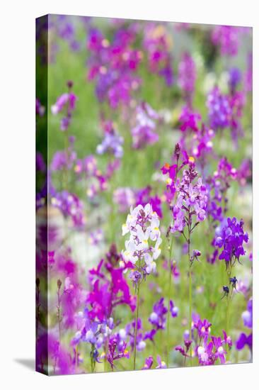USA, California, Field of Toadflax Wildflower Selective Focus-Trish Drury-Premier Image Canvas