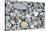 USA, California, Ft. Bragg, Close-up of Glass Beach Pebbles-Rob Tilley-Premier Image Canvas