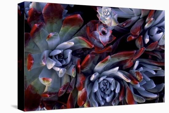 USA, California, Garrapata State Park. Red Leaf Succulent Plants-Jaynes Gallery-Premier Image Canvas