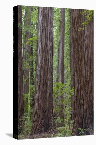 USA, California, Humboldt Redwoods State Park. Redwood tree scenic.-Jaynes Gallery-Premier Image Canvas