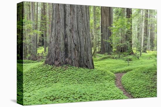 USA, California, Humboldt Redwoods State Park. Redwood tree scenic.-Jaynes Gallery-Premier Image Canvas