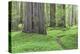 USA, California, Humboldt Redwoods State Park. Redwood tree scenic.-Jaynes Gallery-Premier Image Canvas