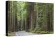 USA, California, Humboldt Redwoods State Park. Road through redwood forest.-Jaynes Gallery-Premier Image Canvas