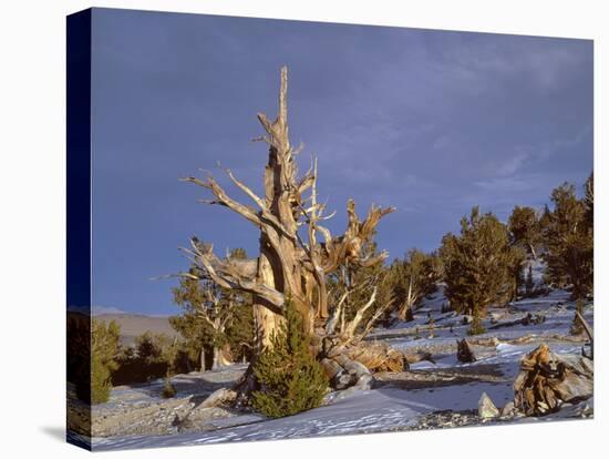 USA, California, Inyo National Forest, Ancient Bristlecone Pine Forest Area-John Barger-Premier Image Canvas