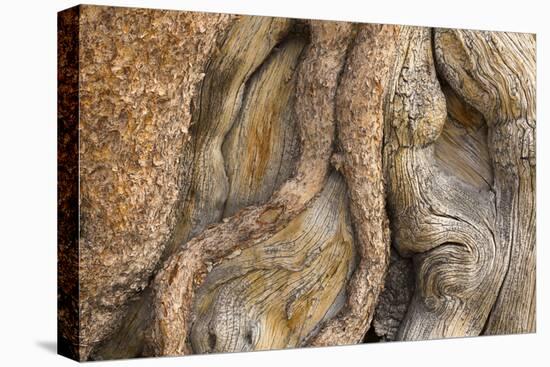 USA, California, Inyo National Forest. Gnarled pine tree trunk.-Don Paulson-Premier Image Canvas