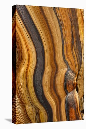 USA, California, Inyo National Forest. Patterns in a bristlecone pine.-Don Paulson-Premier Image Canvas