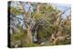 USA, California, Inyo NF. Bristlecone pine tree.-Don Paulson-Premier Image Canvas