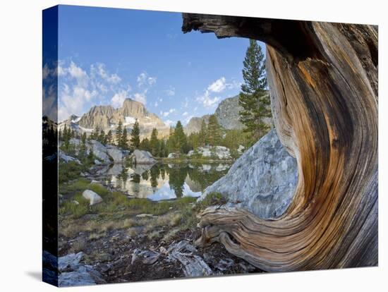 USA, California, Inyo NF. Old pine and tarn next to Garnet Lake.-Don Paulson-Premier Image Canvas