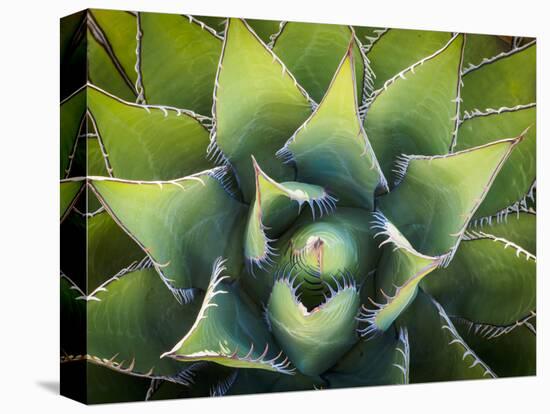 Usa, California, Joshua Tree. Agave cactus, viewed from above.-Merrill Images-Premier Image Canvas