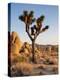 USA, California, Joshua Tree National Park at Hidden Valley-Ann Collins-Premier Image Canvas