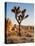 USA, California, Joshua Tree National Park at Hidden Valley-Ann Collins-Premier Image Canvas