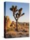 USA, California, Joshua Tree National Park at Hidden Valley-Ann Collins-Premier Image Canvas